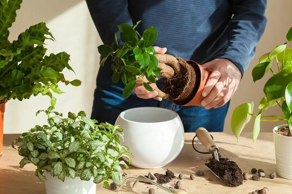 مزایای ضدعفونی کردن خاک