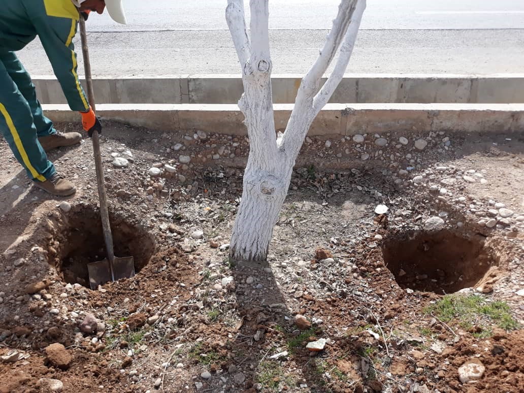 نحوه چالکود درختان