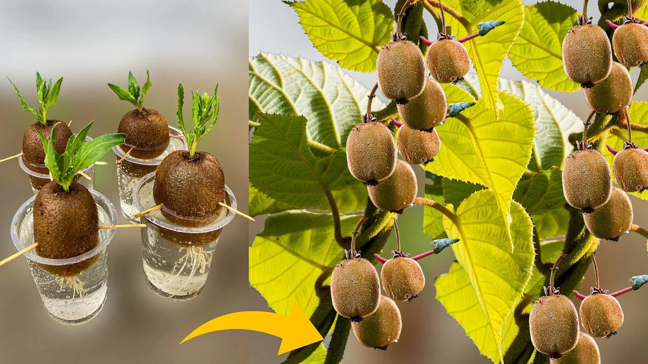 مراقبت و نگهداری از نهال کیوی