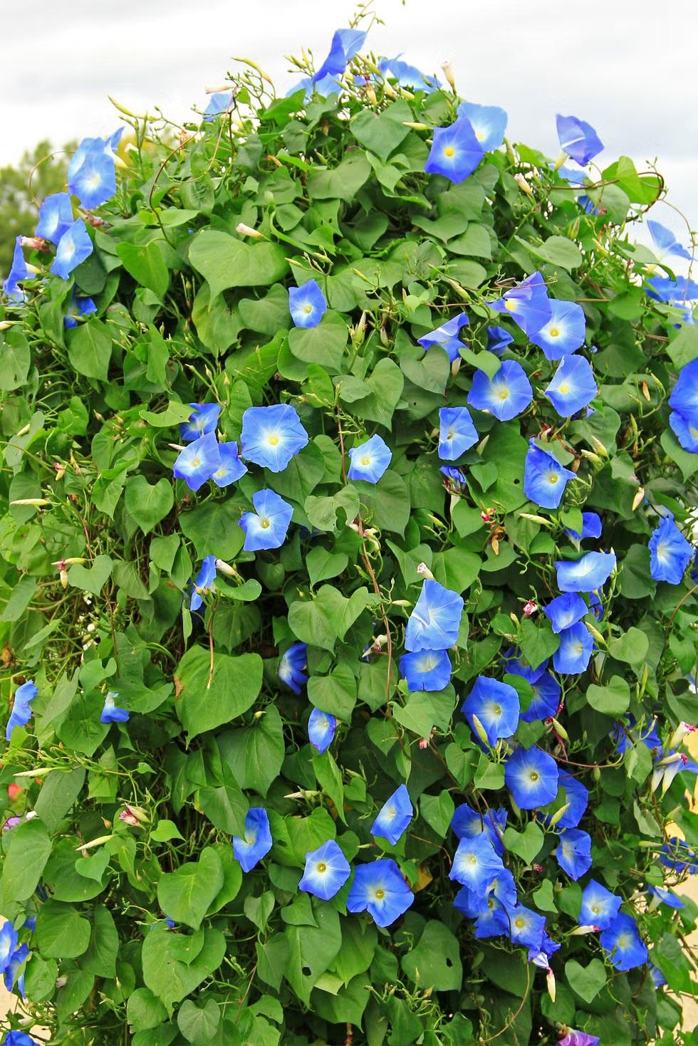 روش نگهداری و پرورش گیاه پیچک