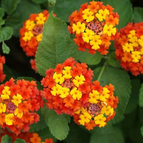 نحوه نگهداری و پرورش گیاه شاه پسند