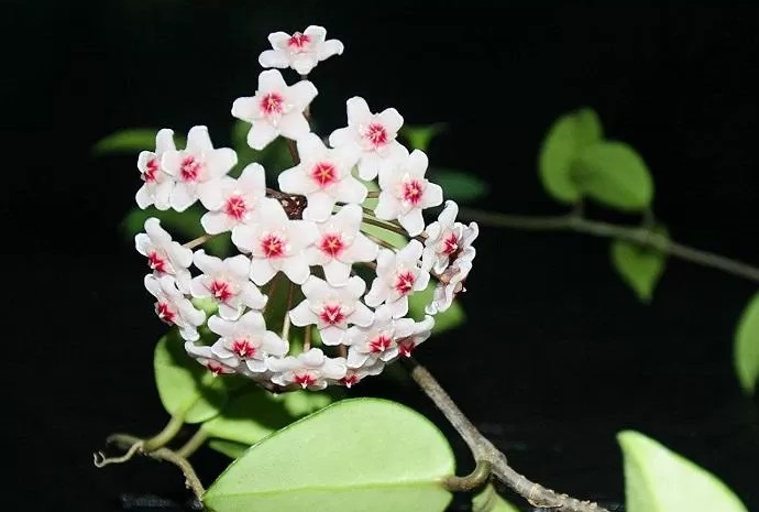 شرایط نگهداری گیاه شمعی