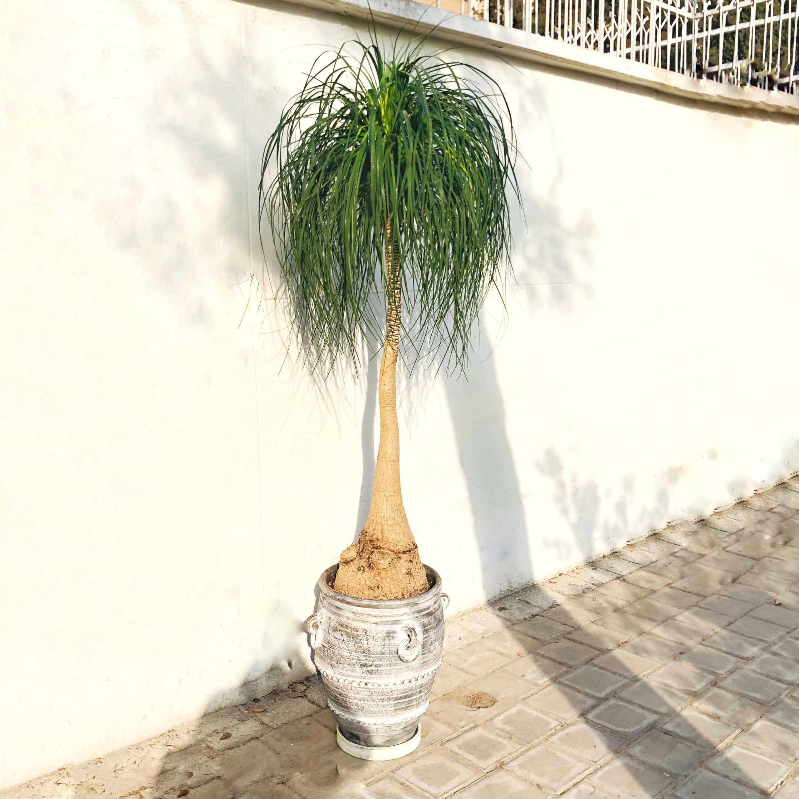 شرایط نگهداری گیاه پرسیاوشان