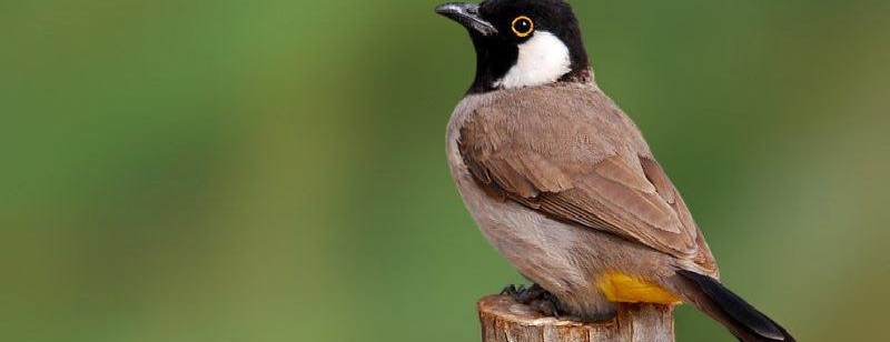 نگهداری بلبل در خانه