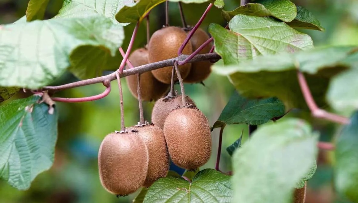 نحوه کاشت کیوی در گلدان