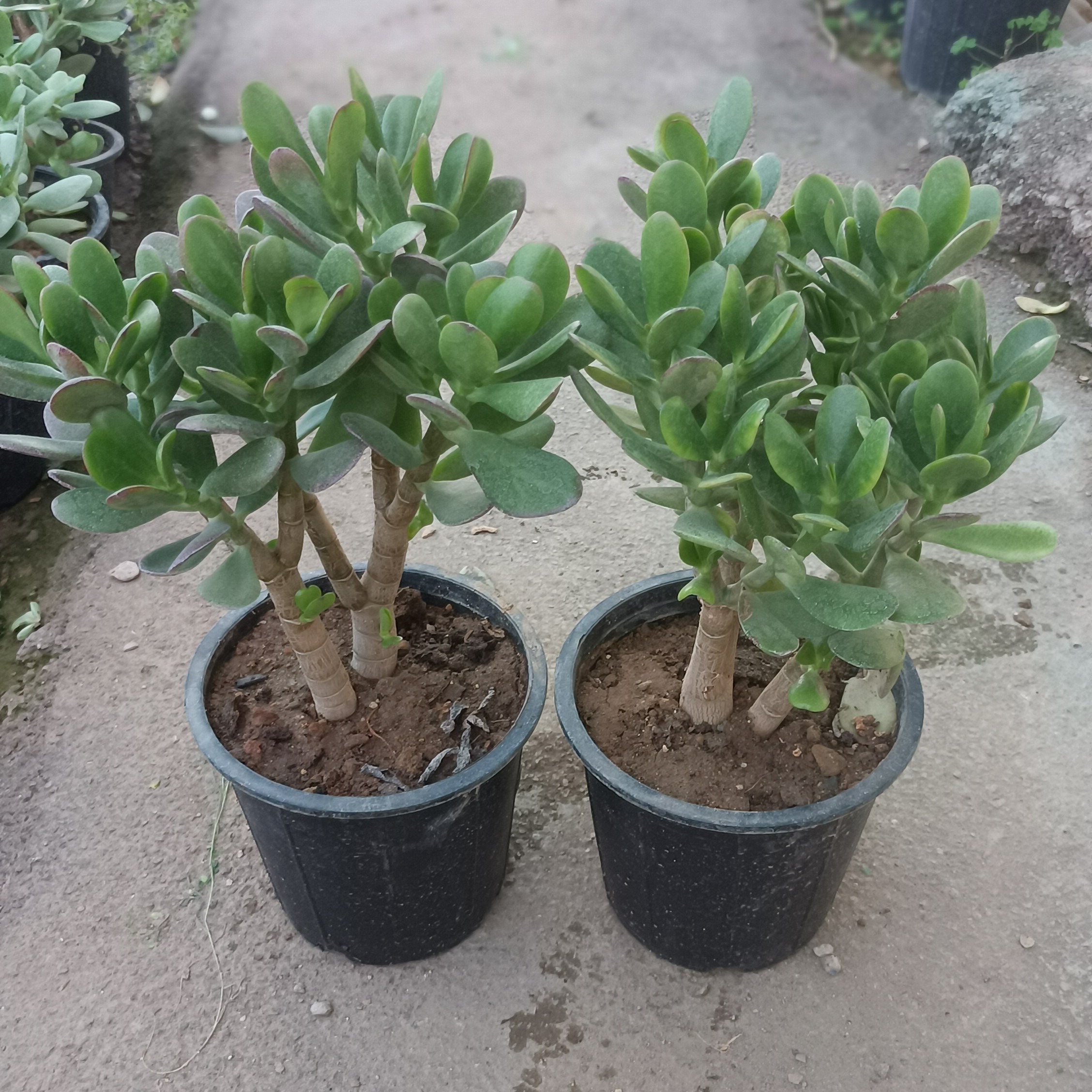 انواع گیاهان مقاوم به کم آبی و گرما برای خانه و باغچه