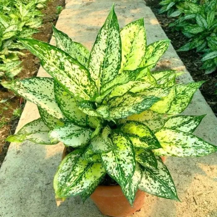 انواع گیاهان مقاوم به کم آبی و گرما برای خانه و باغچه