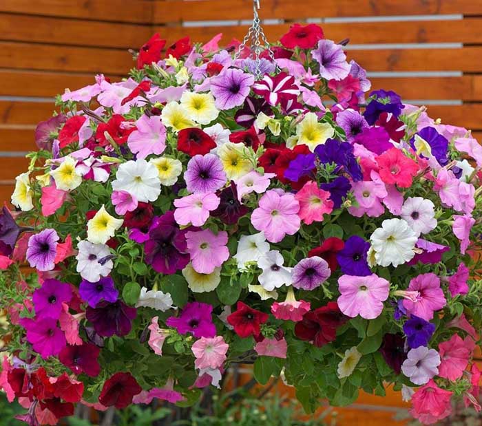 نحوه ی کاشت گل اطلسی در خانه و باغچه