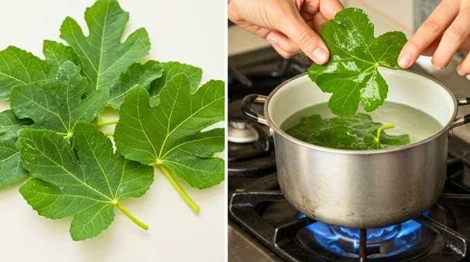 طرز تهیه جوشانده برگ انجیر