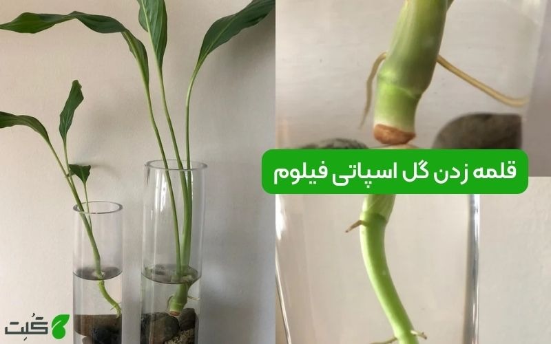 چه گل هایی را میتوان در آب نگهداری کرد؟