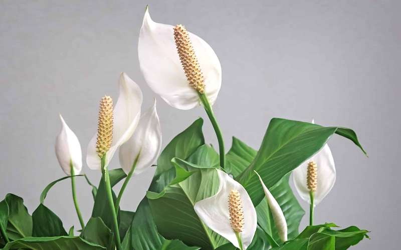 انواع گیاهان سمی و خطرناک آپارتمانی برای انسان ها و حیوانات
