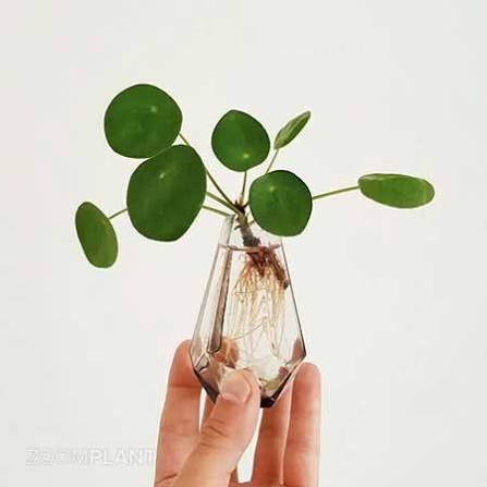 چه گل هایی را میتوان در آب نگهداری کرد؟