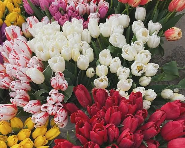گل های پاییزی برای باغچه