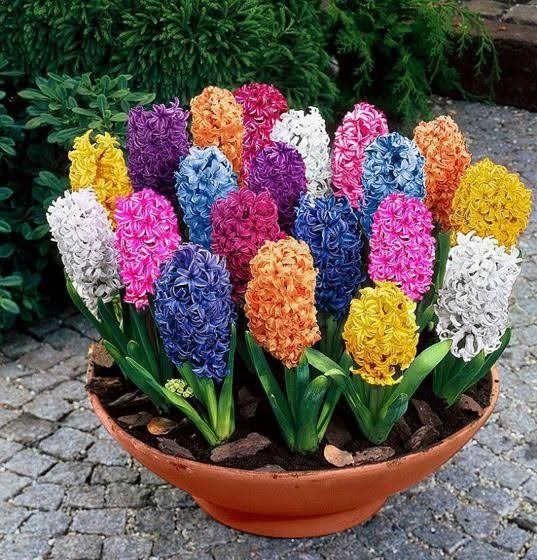 گل های پاییزی برای باغچه