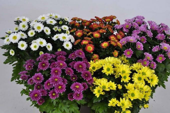 گل های پاییزی برای باغچه