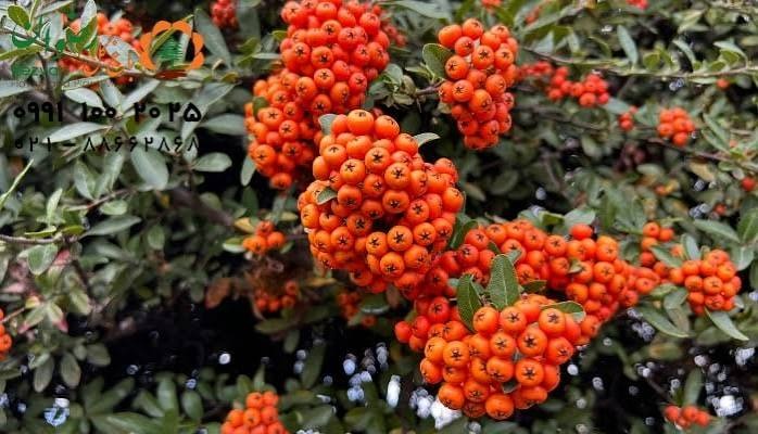 گل های پاییزی برای باغچه