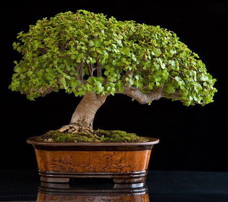 روش نگهداری از کراسولا خرفه ای